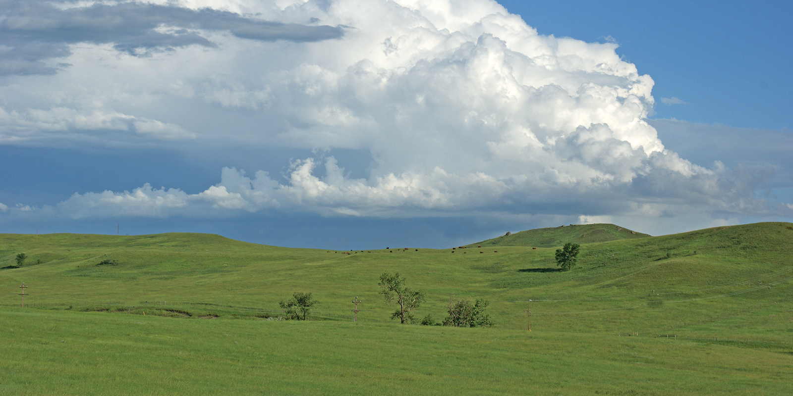 Green Grass Blue Sky Summer